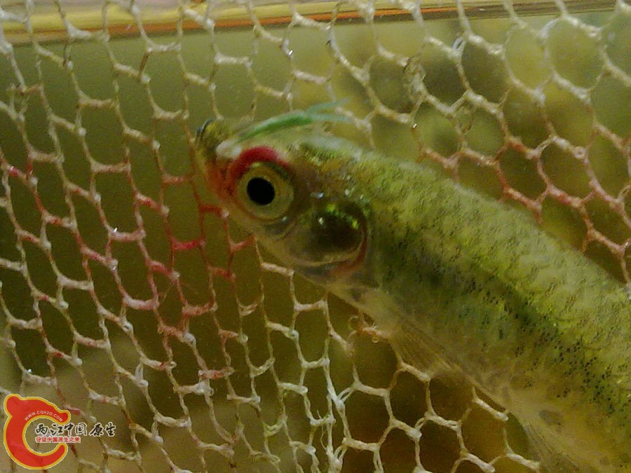 鱼眼上的寄生虫 20120502-992.jpg