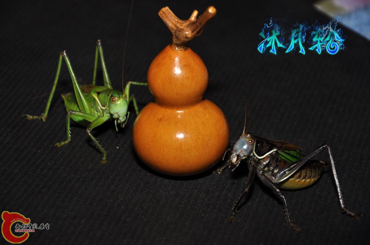 DSC_0016.jpg