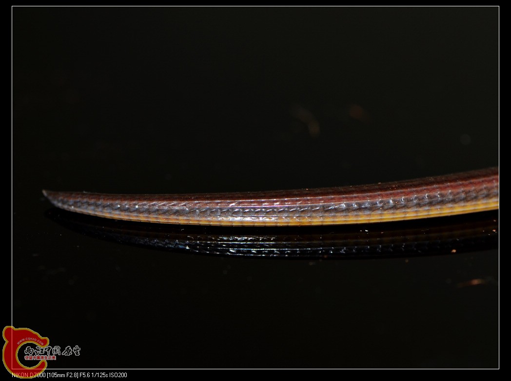 DSC_7763.jpg