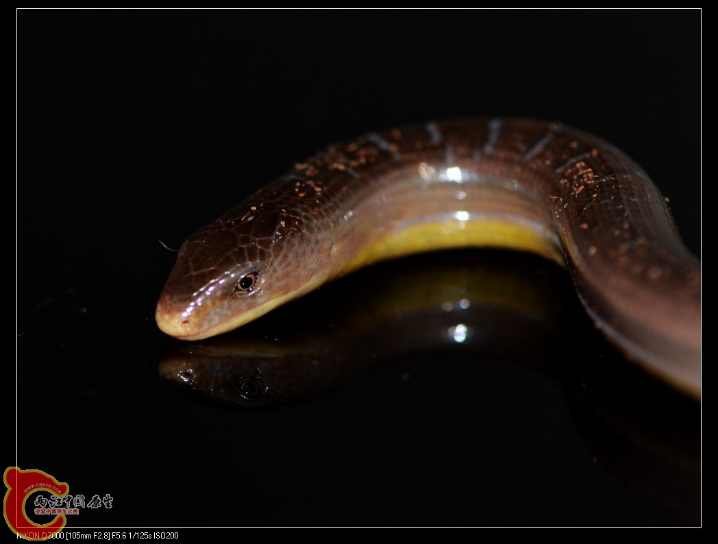 DSC_7747.jpg