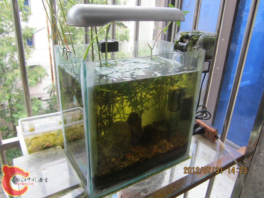 原生缸开缸两个半月-2012.07.31-IMG_0530【IXUS 115 HS】.jpg