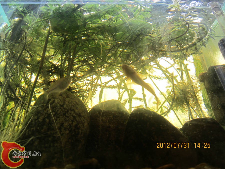 原生缸开缸两个半月-2012.07.31-IMG_0537【IXUS 115 HS】.jpg