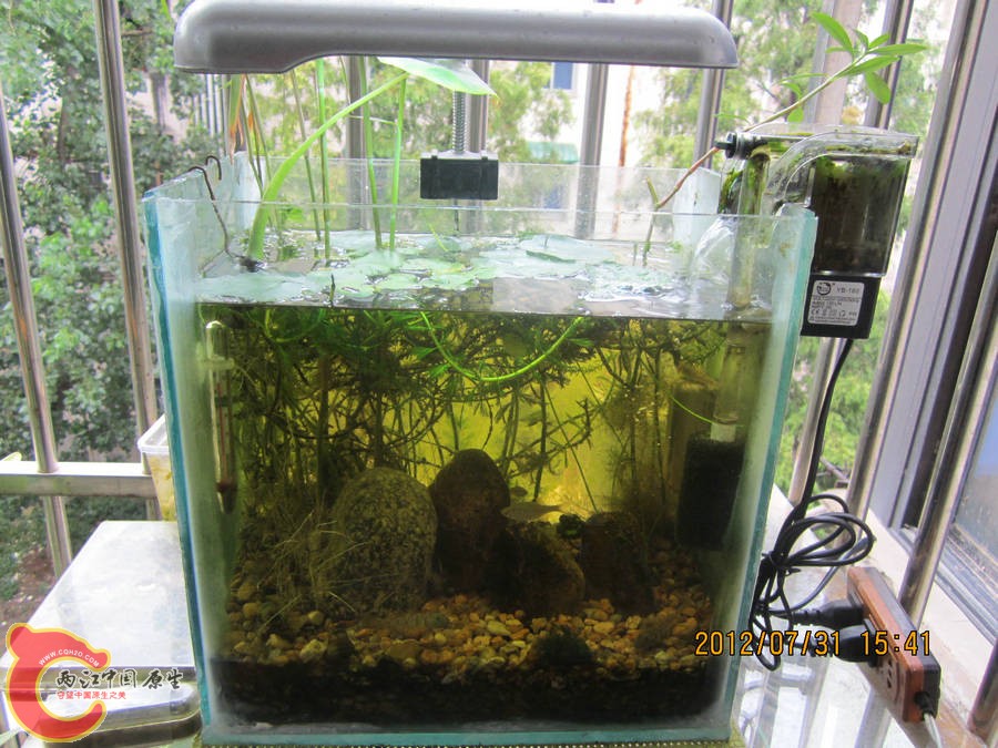 原生缸开缸两个半月-2012.07.31-IMG_0551【IXUS 115 HS】.jpg
