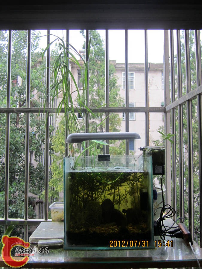 原生缸开缸两个半月-2012.07.31-IMG_0552【IXUS 115 HS】.jpg