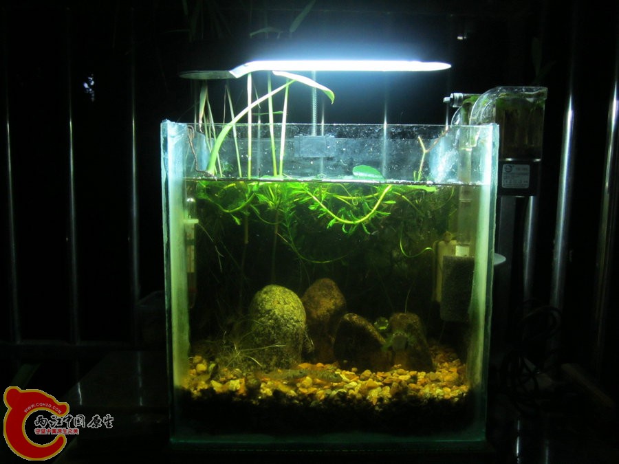 原生缸开缸两个半月-2012.07.31-IMG_0666【IXUS 115 HS】.jpg