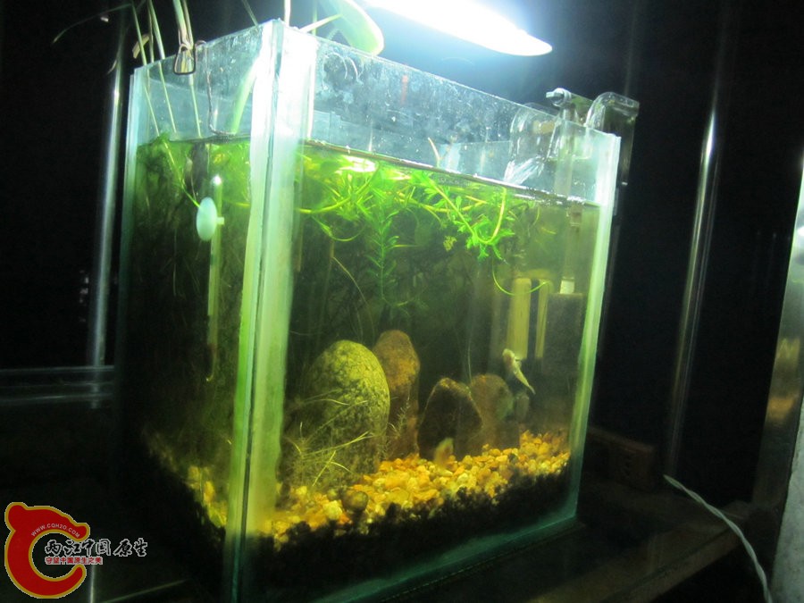 原生缸开缸两个半月-2012.07.31-IMG_0668【IXUS 115 HS】.jpg