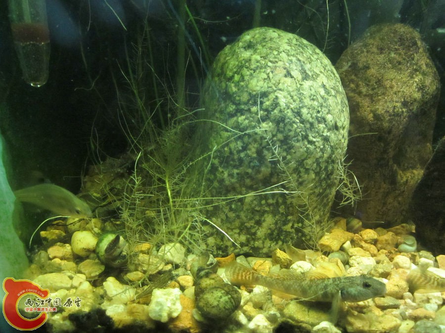 原生缸开缸两个半月-2012.07.31-IMG_0678【IXUS 115 HS】.jpg