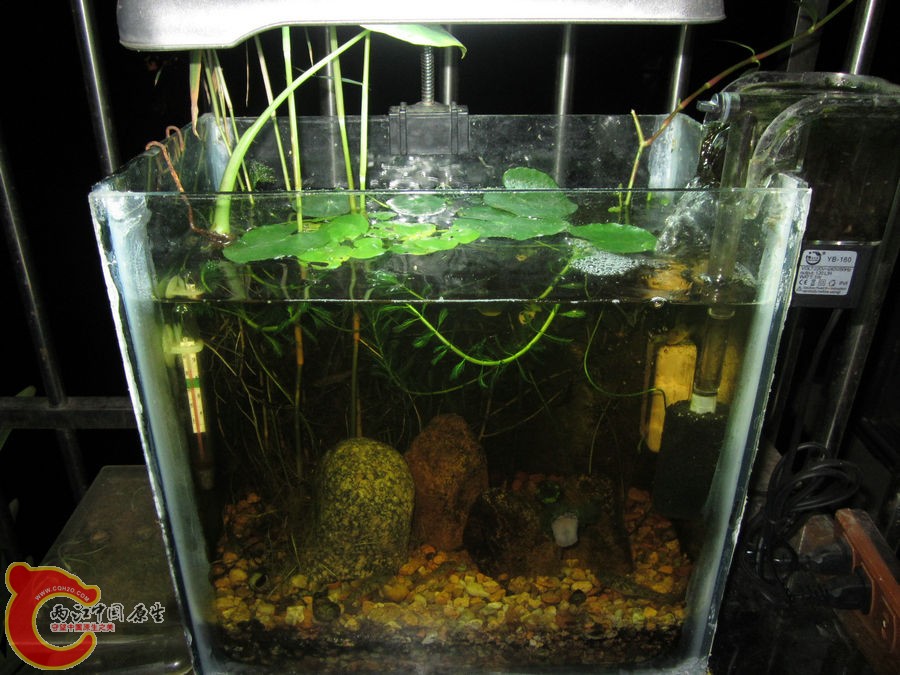 原生缸开缸两个半月-2012.07.31-IMG_0695【IXUS 115 HS】.jpg