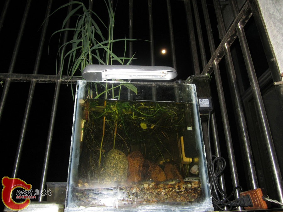 原生缸开缸两个半月-2012.07.31-IMG_0774【IXUS 115 HS】.jpg