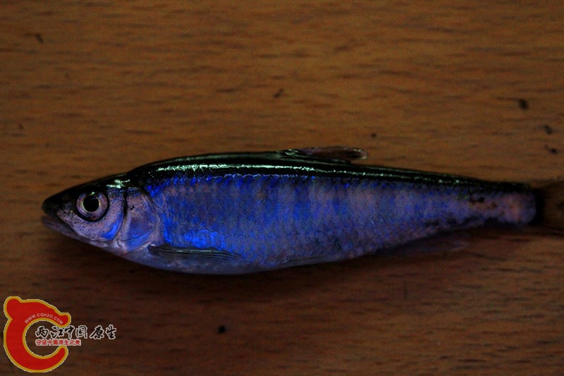 IMG_9583_副本.jpg