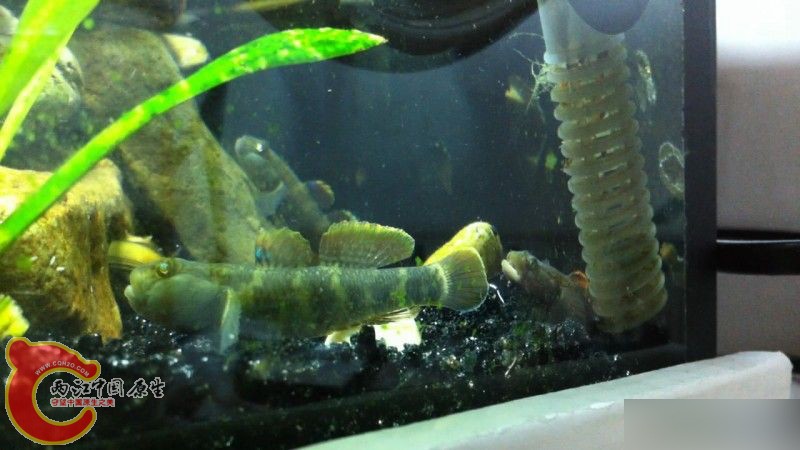 缸霸也忌惮三分