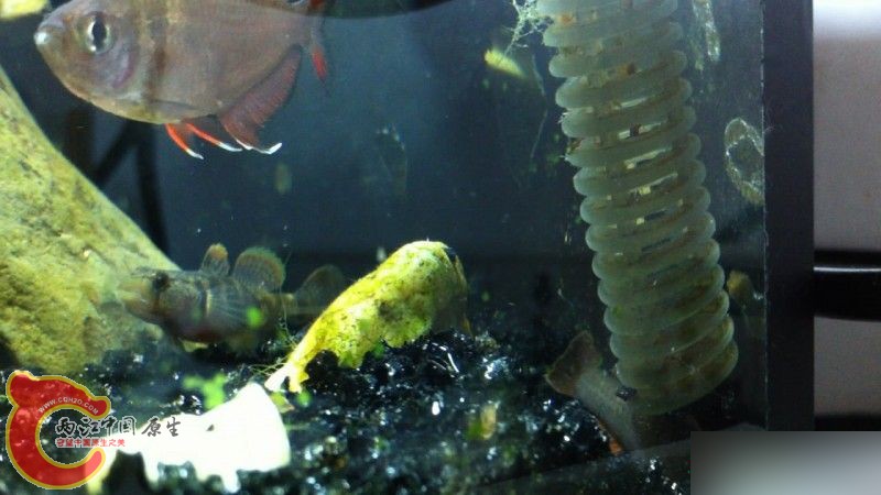 老婆身怀六甲了