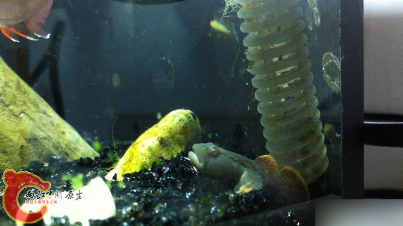 中场观察敌情。