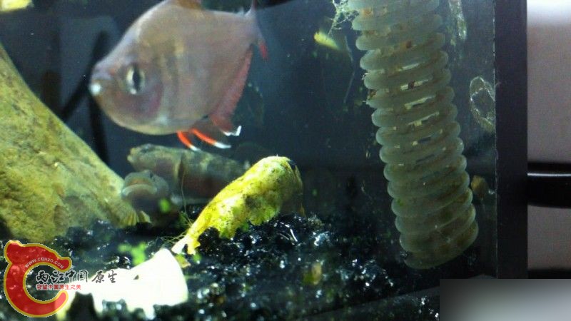 母戴推公戴，不知为何