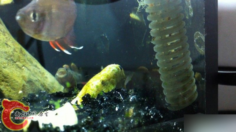 河东狮吼，老婆要发飙