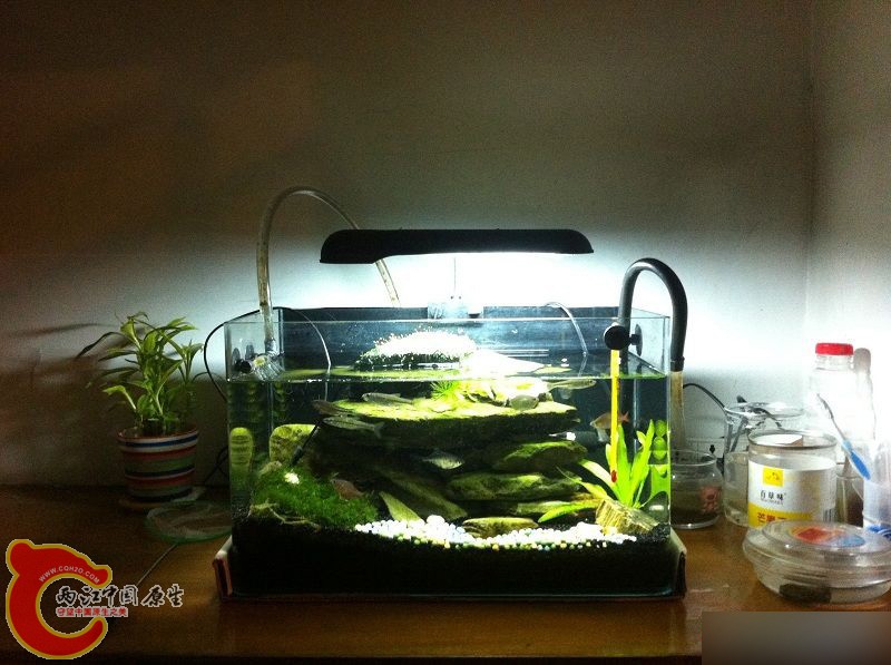 我的小缸，麻雀虽小五脏俱全