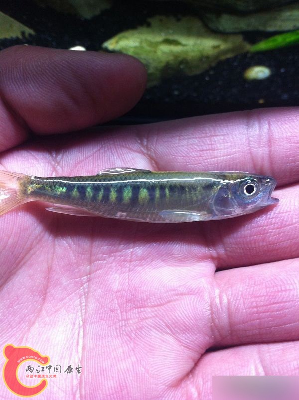 星期6去野采，看到被电死的马口，哎，