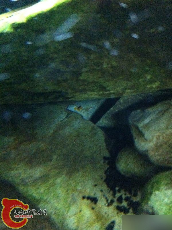 小卵三颗，目测下面还有好多。