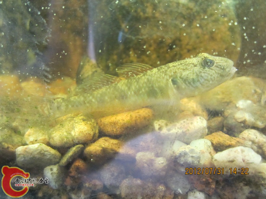 虾虎 2012.07.31-IMG_0526【IXUS 115 HS】.jpg