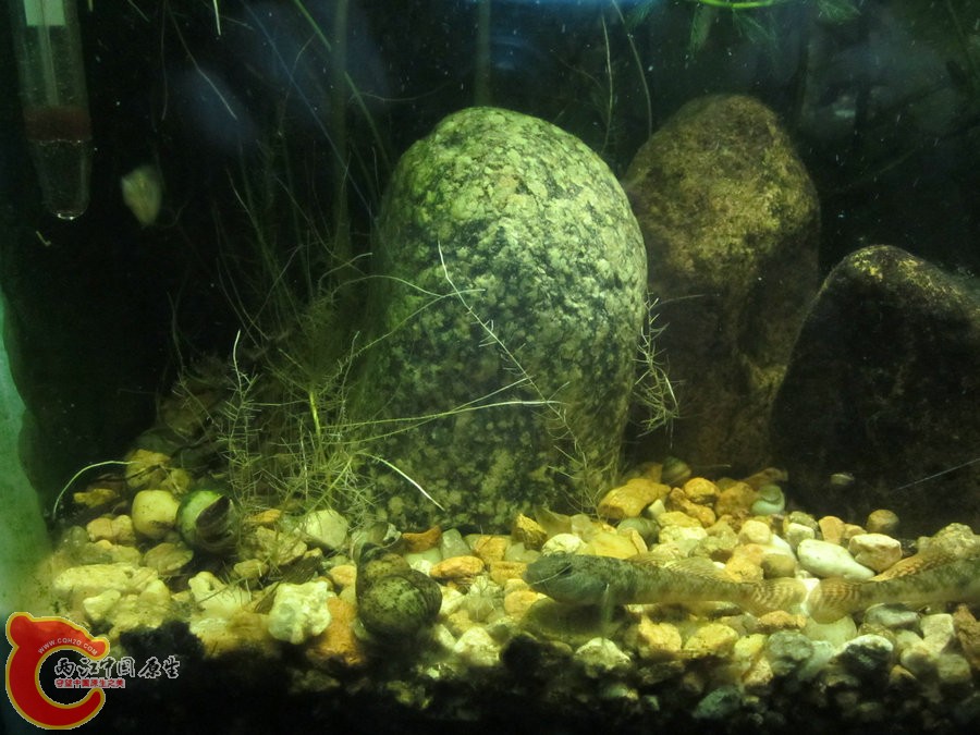 虾虎 2012.07.31-IMG_0681【IXUS 115 HS】.jpg