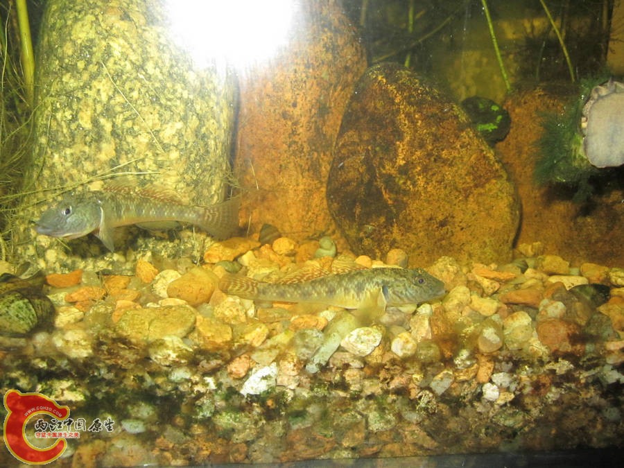 虾虎 2012.07.31-IMG_0679【IXUS 115 HS】.jpg