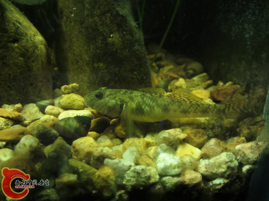 虾虎 2012.07.31-IMG_0682【IXUS 115 HS】.jpg