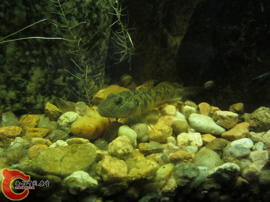 虾虎 2012.07.31-IMG_0684【IXUS 115 HS】.jpg