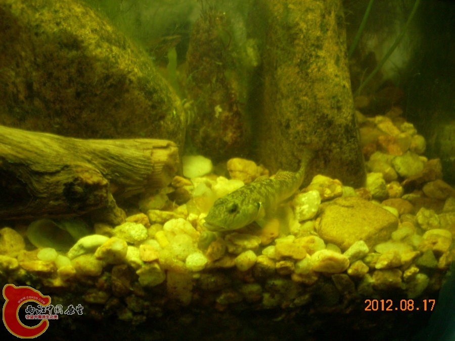 虾虎 2012.08.17-DSCN0510.jpg