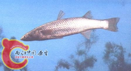 007.鲻鱼.jpg
