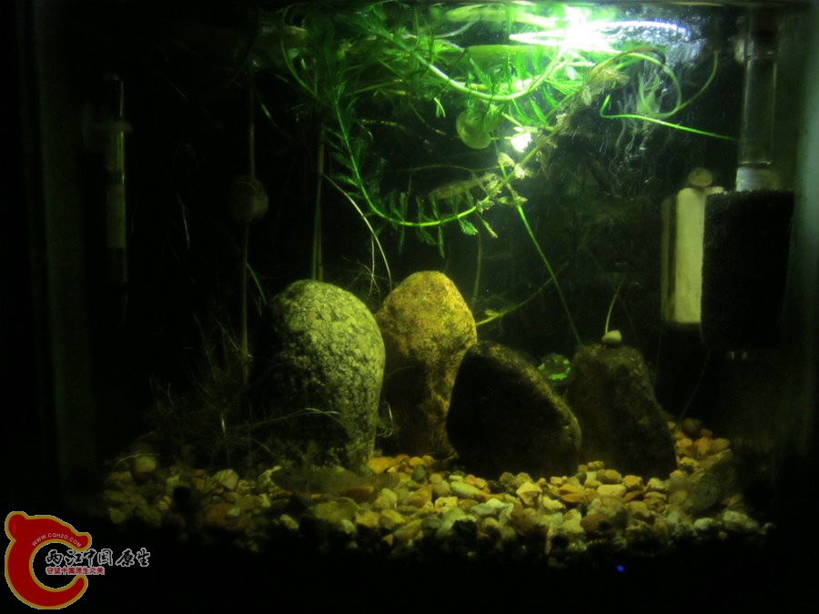 个性光源拍鱼缸-2012.07.31-IMG_0741【IXUS 115 HS】.jpg