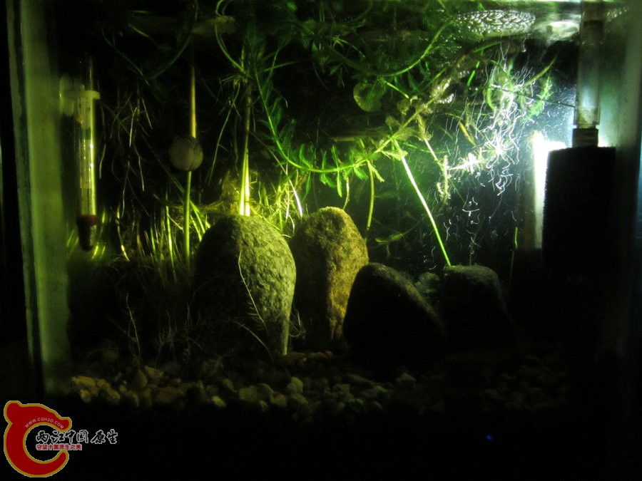 个性光源拍鱼缸-2012.07.31-IMG_0745【IXUS 115 HS】.jpg