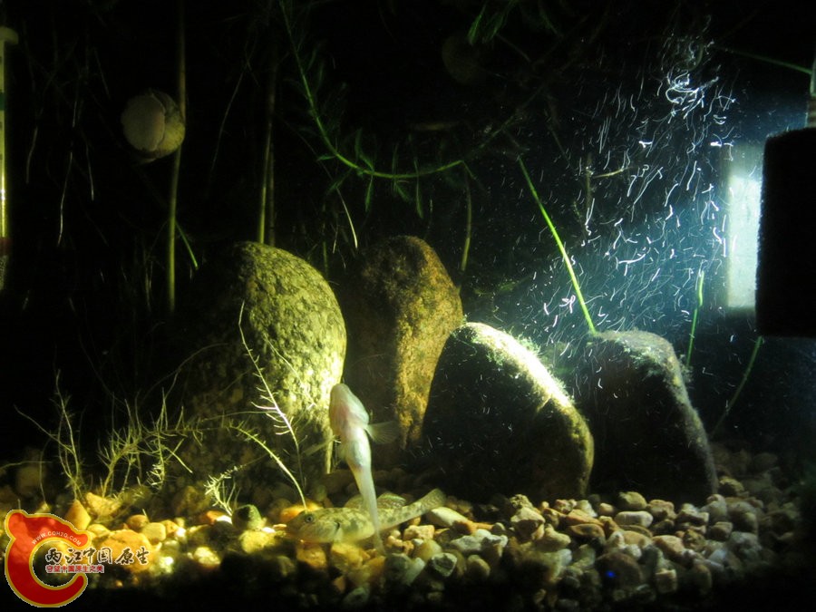 个性光源拍鱼缸-2012.07.31-IMG_0752【IXUS 115 HS】.jpg
