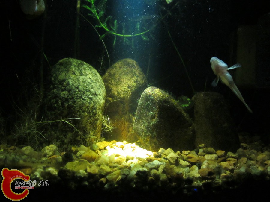 个性光源拍鱼缸-2012.07.31-IMG_0753【IXUS 115 HS】.jpg
