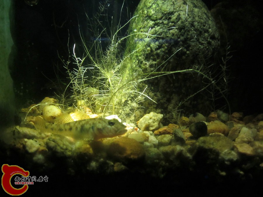 个性光源拍鱼缸-2012.07.31-IMG_0755【IXUS 115 HS】.jpg