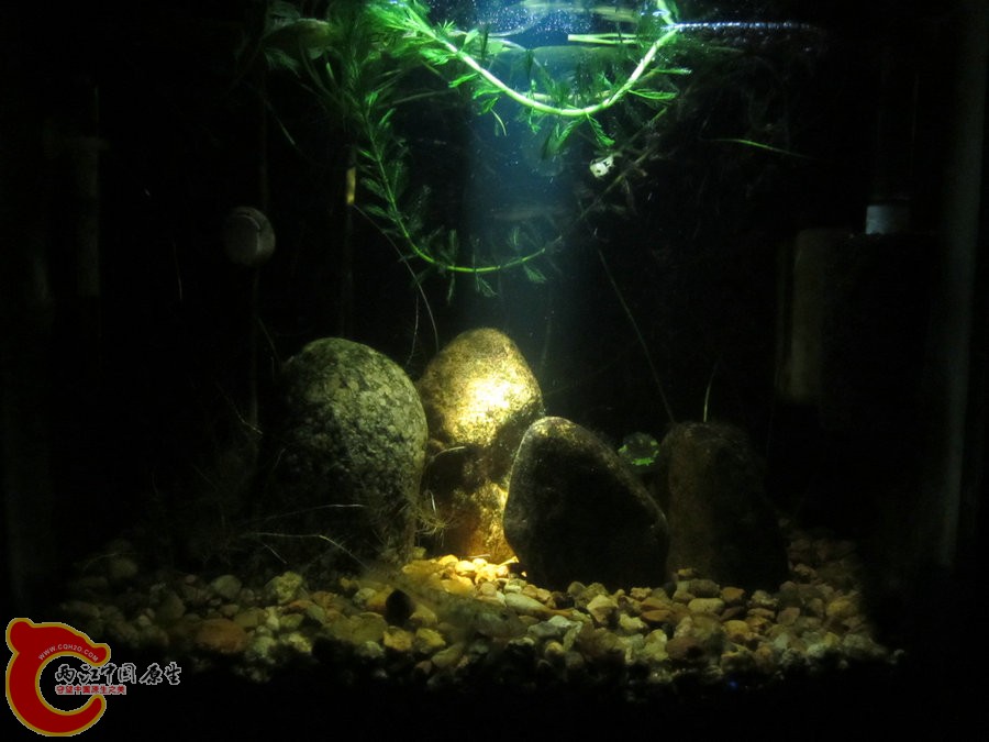 个性光源拍鱼缸-2012.07.31-IMG_0762【IXUS 115 HS】.jpg