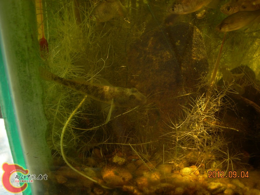 原生缸 开缸四个月 2012.09.04-DSCN0755.jpg