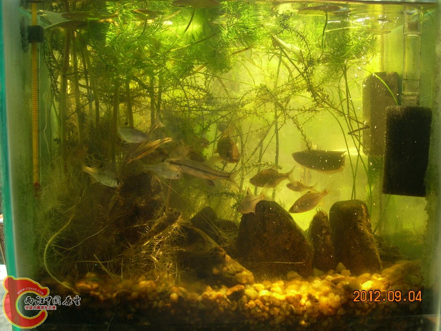原生缸 开缸四个月 2012.09.04-DSCN0747.jpg