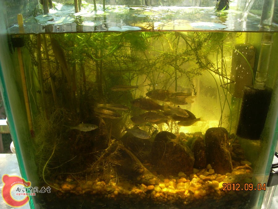 原生缸 开缸四个月 2012.09.04-DSCN0749.jpg