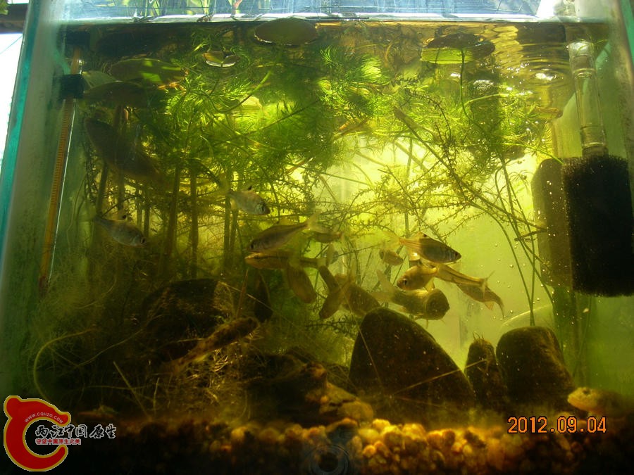 原生缸 开缸四个月 2012.09.04-DSCN0751.jpg