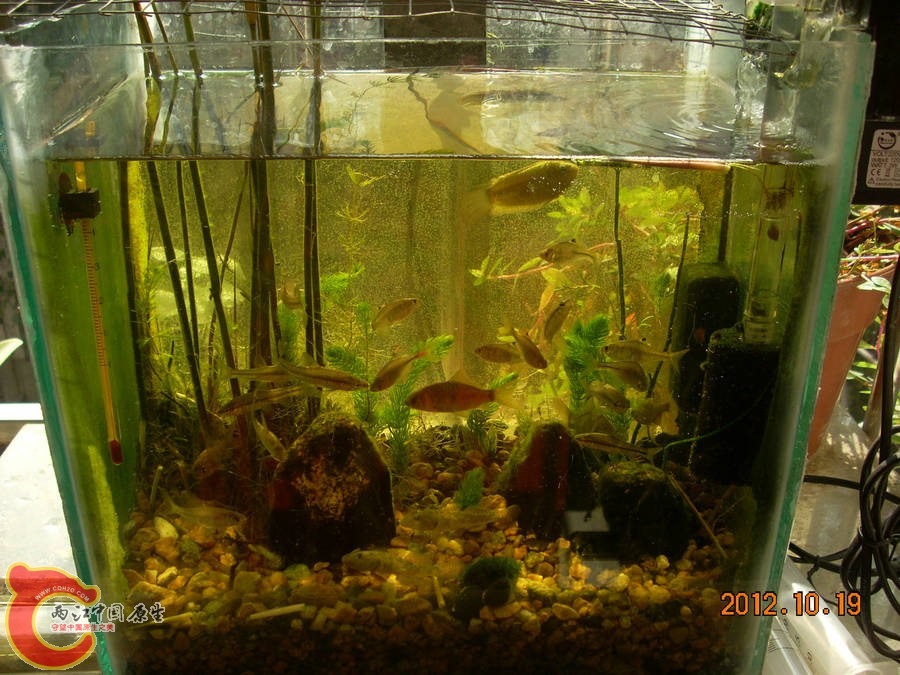 原生缸开缸五个月-2012.10.19-DSCN1235.jpg