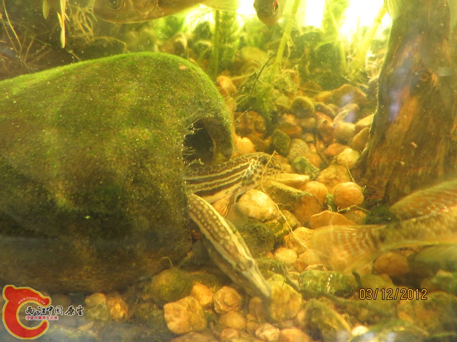 原生缸开缸七个月-2012.12.03-IMG_0152.jpg