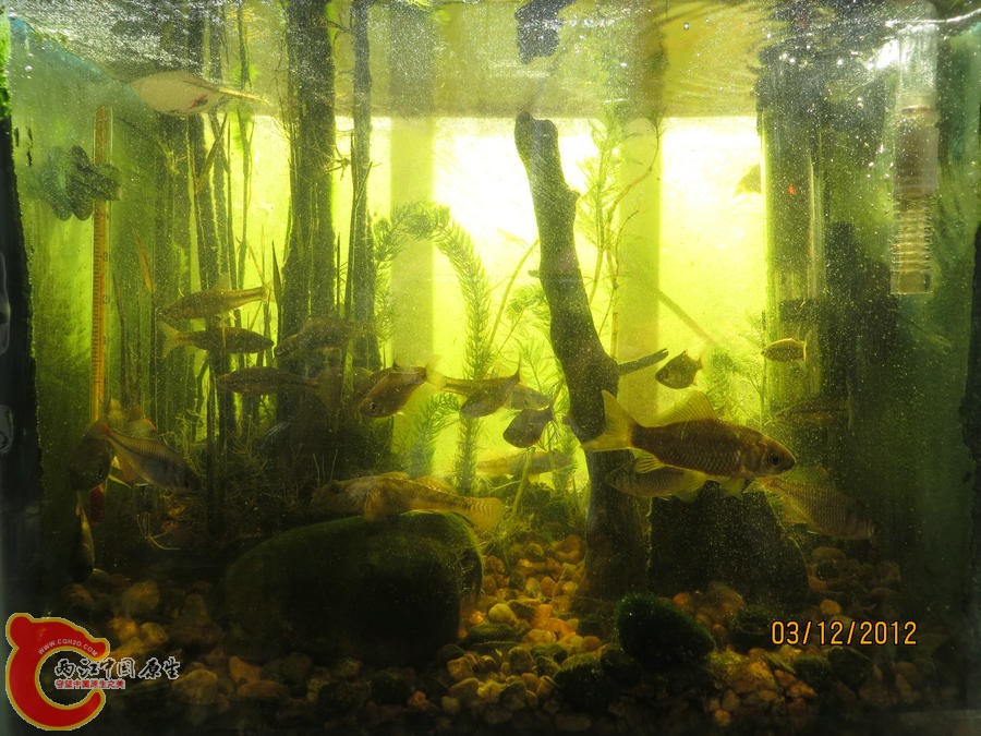 原生缸开缸七个月-2012.12.03-IMG_0110.jpg