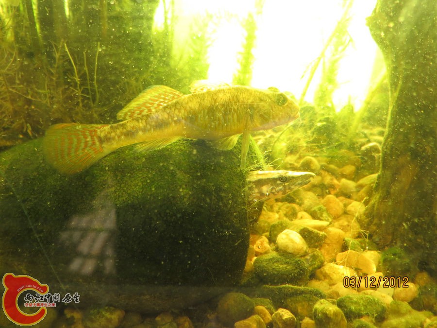 原生缸开缸七个月-2012.12.03-IMG_0115.jpg