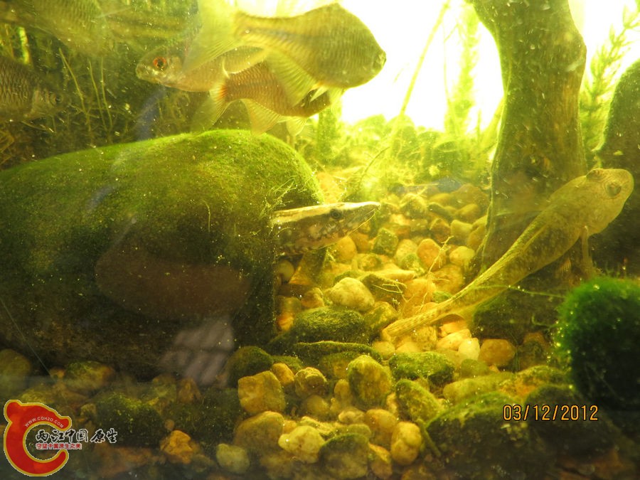 原生缸开缸七个月-2012.12.03-IMG_0127.jpg