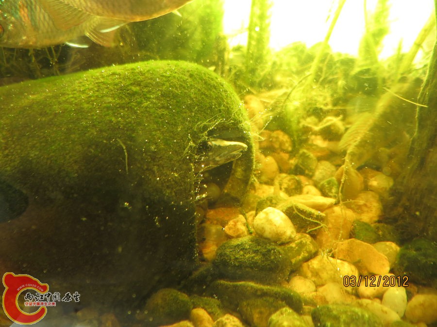原生缸开缸七个月-2012.12.03-IMG_0130.jpg