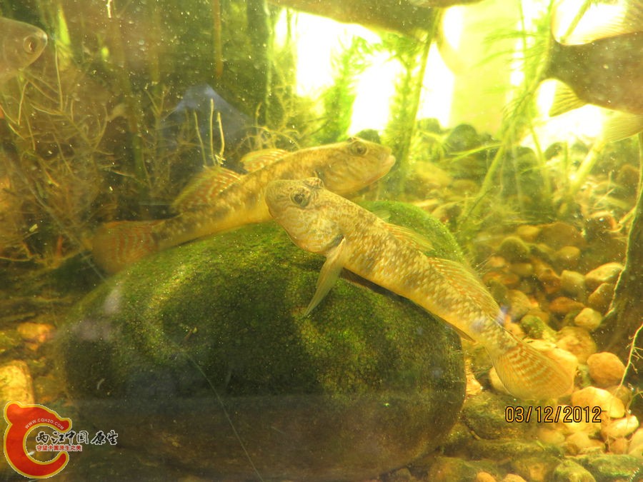 原生缸开缸七个月-2012.12.03-IMG_0139.jpg