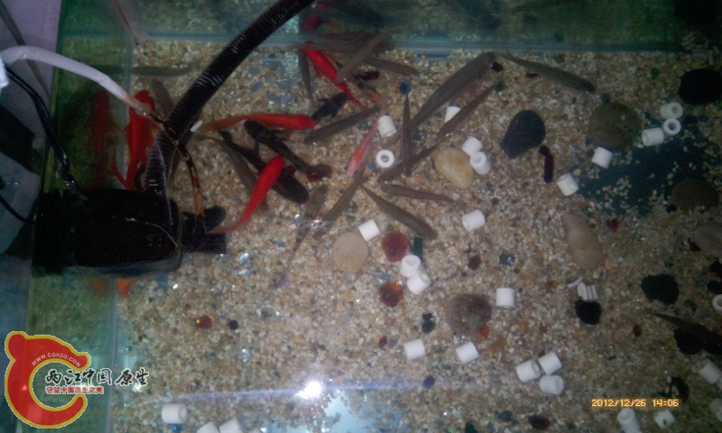 IMG_20121226_140658.jpg