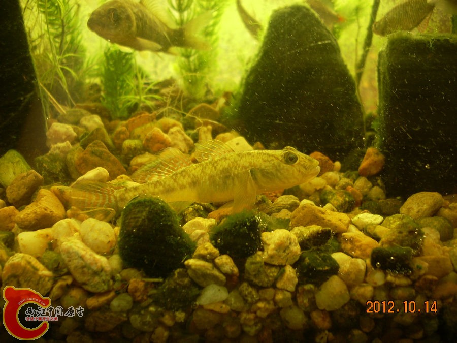 虾虎 2012.10.14-DSCN1150.jpg