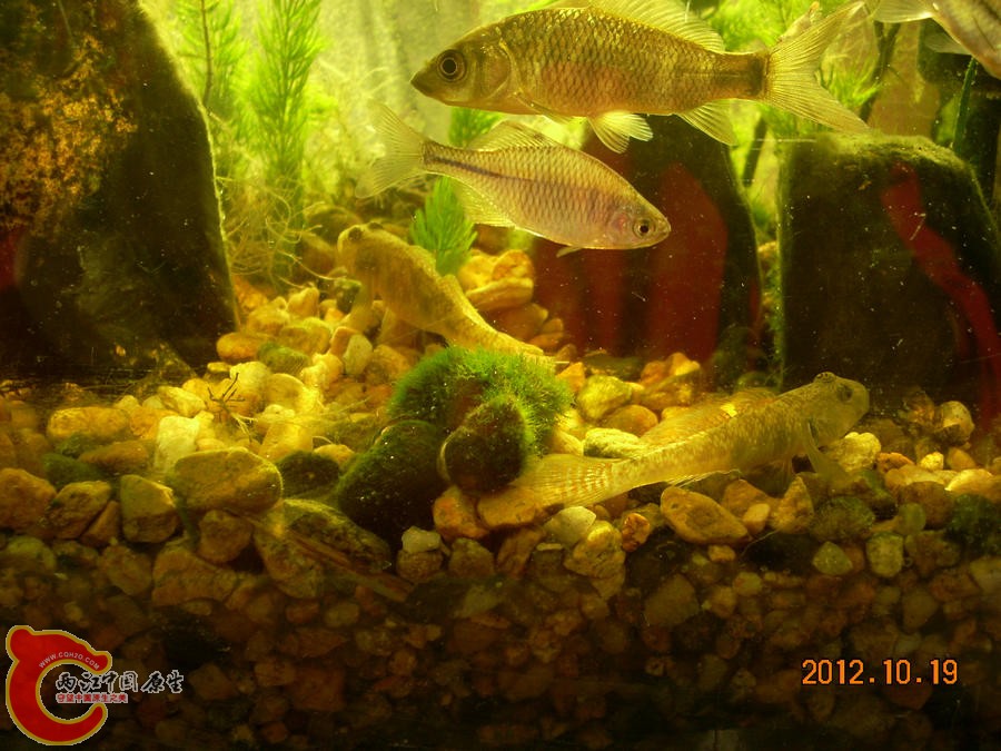 虾虎 2012.10.19-DSCN1244.jpg