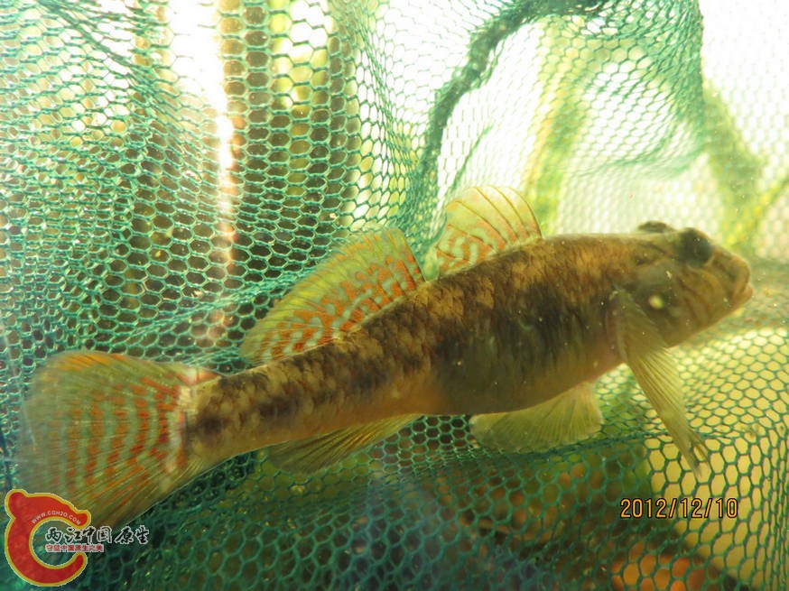 虾虎 2012.12.14（大）-07.jpg